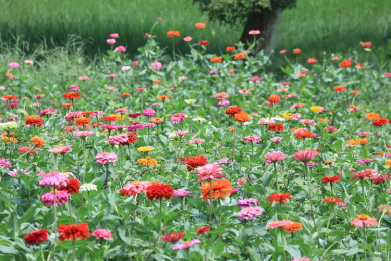 国営昭和記念公園にカラフルなジニアのお花畑を見にお散歩しました