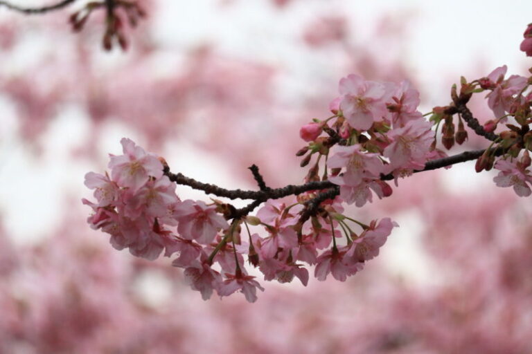 東京23区外エリアの河津桜が見られる名所と穴場スポット３４選