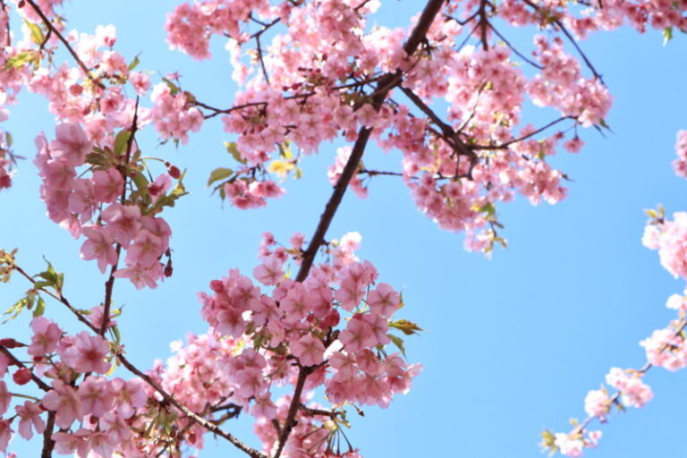 埼玉県の河津桜が見られる名所と穴場スポットをまとめてみました 今年は近場で楽しむ