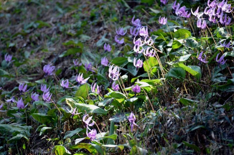カタクリの花が見れる群生地は神奈川千葉埼玉のどこ カタクリの名所と穴場スポットまとめてみました