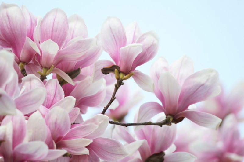 モクレン 木蓮 の花は東京埼玉のどこで見られるの 花言葉は マグノリアとモクレン 木蓮 とコブシは何が違うの