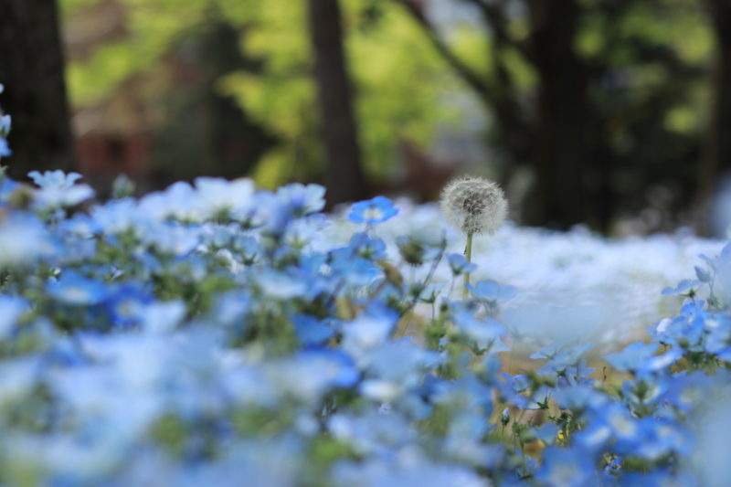 ネモフィラ畑やネモフィラのお花が見られる関東の名所や穴場スポットをまとめてみました