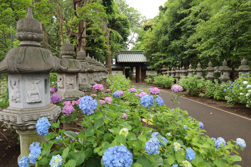 紫陽花寺 東京の紫陽花が綺麗な神社仏閣をまとめてみました 御朱印情報