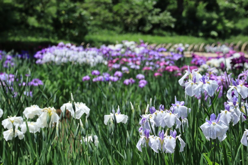 花しょうぶやアヤメの花しょうぶ園がある九州の名所や穴場スポットをまとめてみました