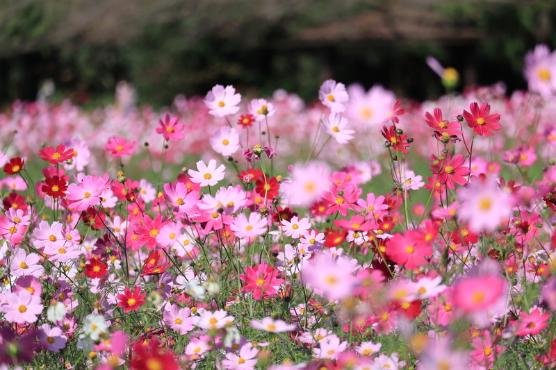 いつかは行ってみたい 北海道のコスモス 秋桜 が見れる絶景の名所や穴場お散歩スポット