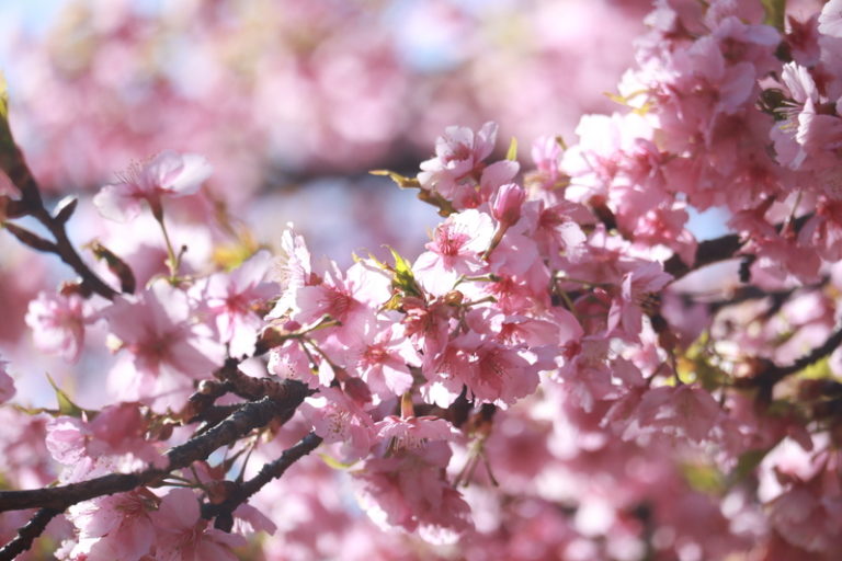 早咲き の 桜 種類
