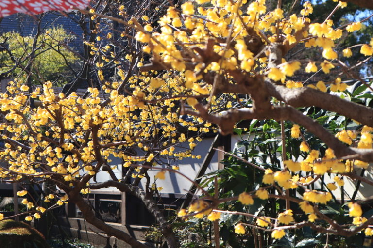 大阪と和歌山の蝋梅 ロウバイ が見られる名所や穴場スポット２２選