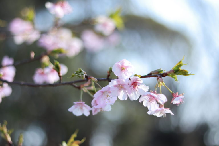 春の便り 河津桜が見られる群馬の名所や穴場スポット３１選