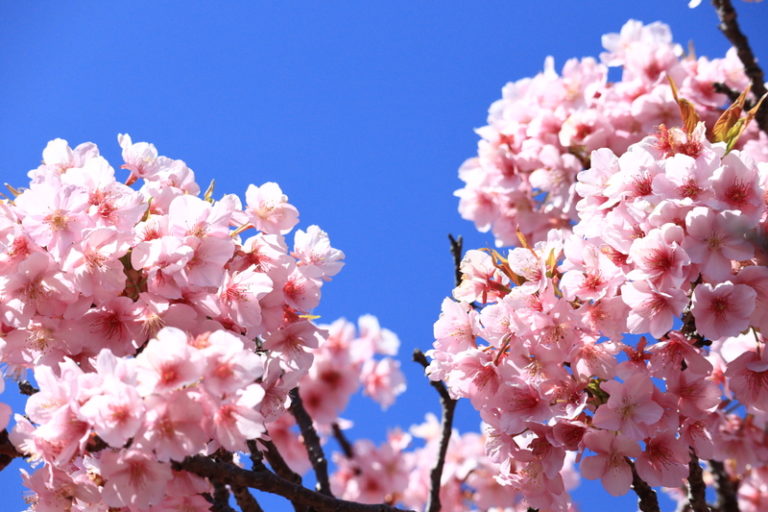 一面春色 河津桜が見られる山口島根鳥取の名所や穴場スポット２４選