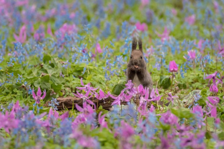 絶景 カタクリの花の群生地がある北海道の名所や穴場スポット２９選