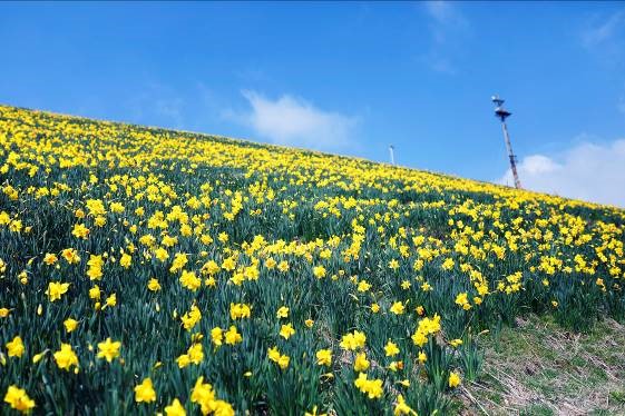 見頃間近 関西最大級スイセンの丘 びわ湖バレイ 5月上旬が見頃