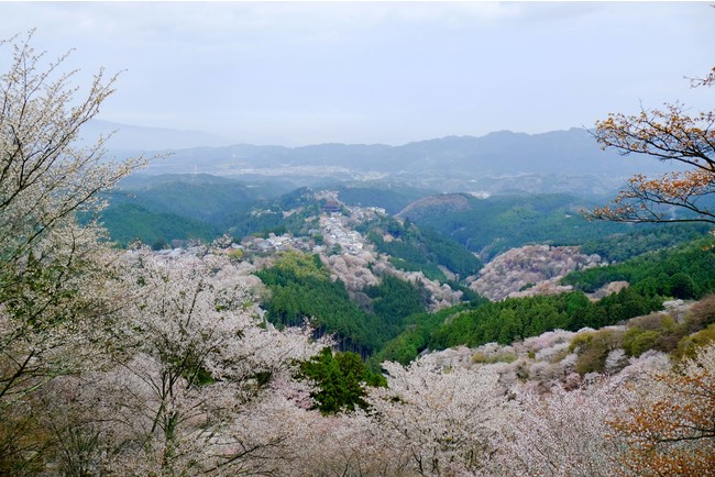 歴史ある奈良 吉野山 奥千本 令和の献木活動 西行庵 金峯神社周辺に1000本の吉野桜の植樹